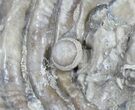 Fossil Oyster With Fossil Pearl - Smoky Hill Chalk, Kansas #31434-2